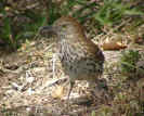 brown thrasher