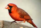 northern cardinal male