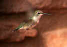 female Anna's hummingbird