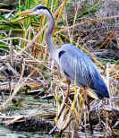 great blue heron