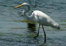 great egret