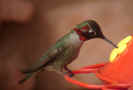 male Anna's hummingbird at feeder