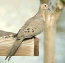 mourning dove