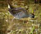 sora (rail)