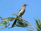 western scrub jay